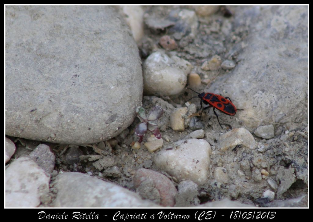 Pyrrhocoridae: Pyrrhocoris apterus della Campania (CE)